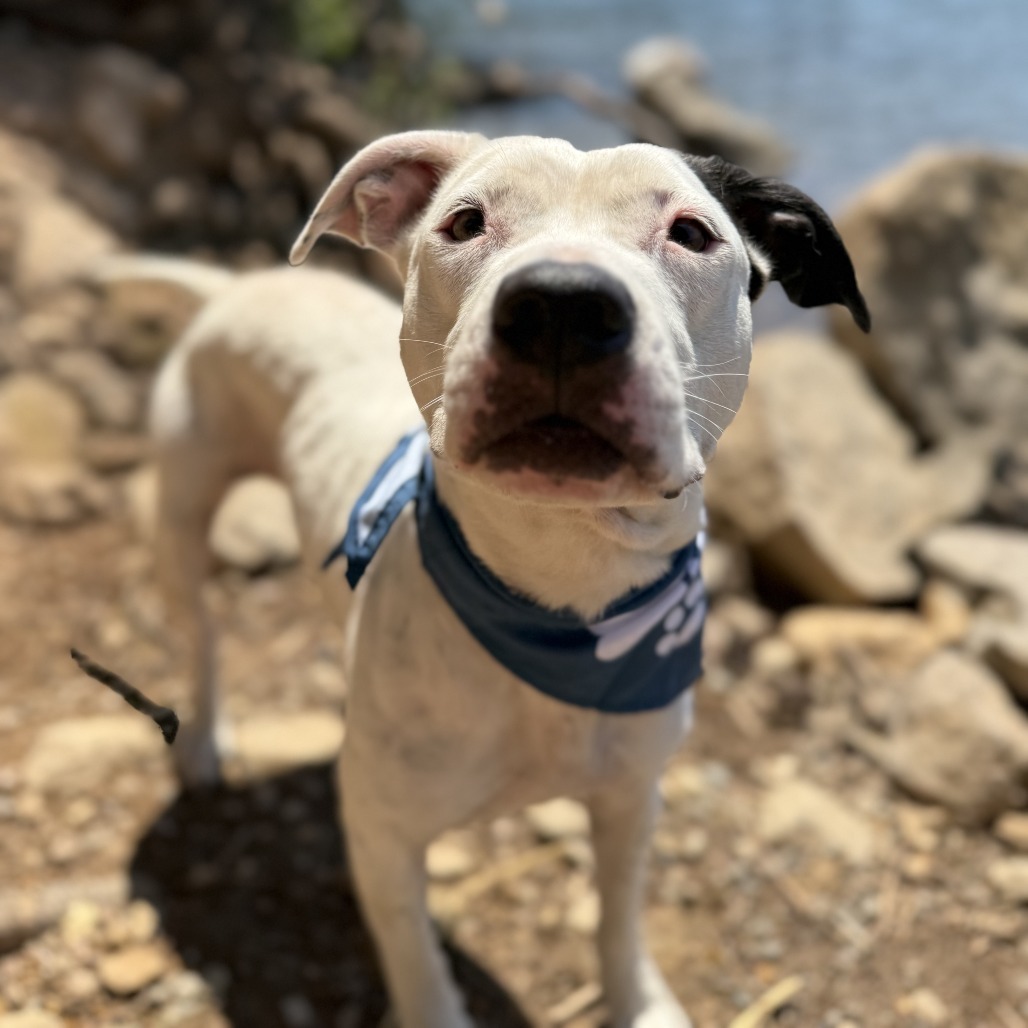 Kora, an adoptable Pit Bull Terrier, Mixed Breed in Mount Shasta, CA, 96067 | Photo Image 2
