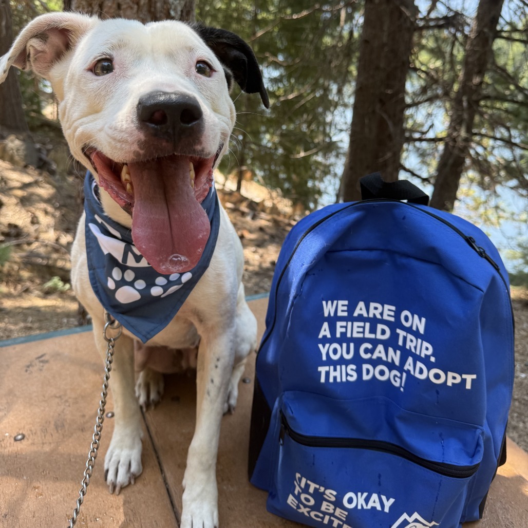 Kora, an adoptable Pit Bull Terrier, Mixed Breed in Mount Shasta, CA, 96067 | Photo Image 5