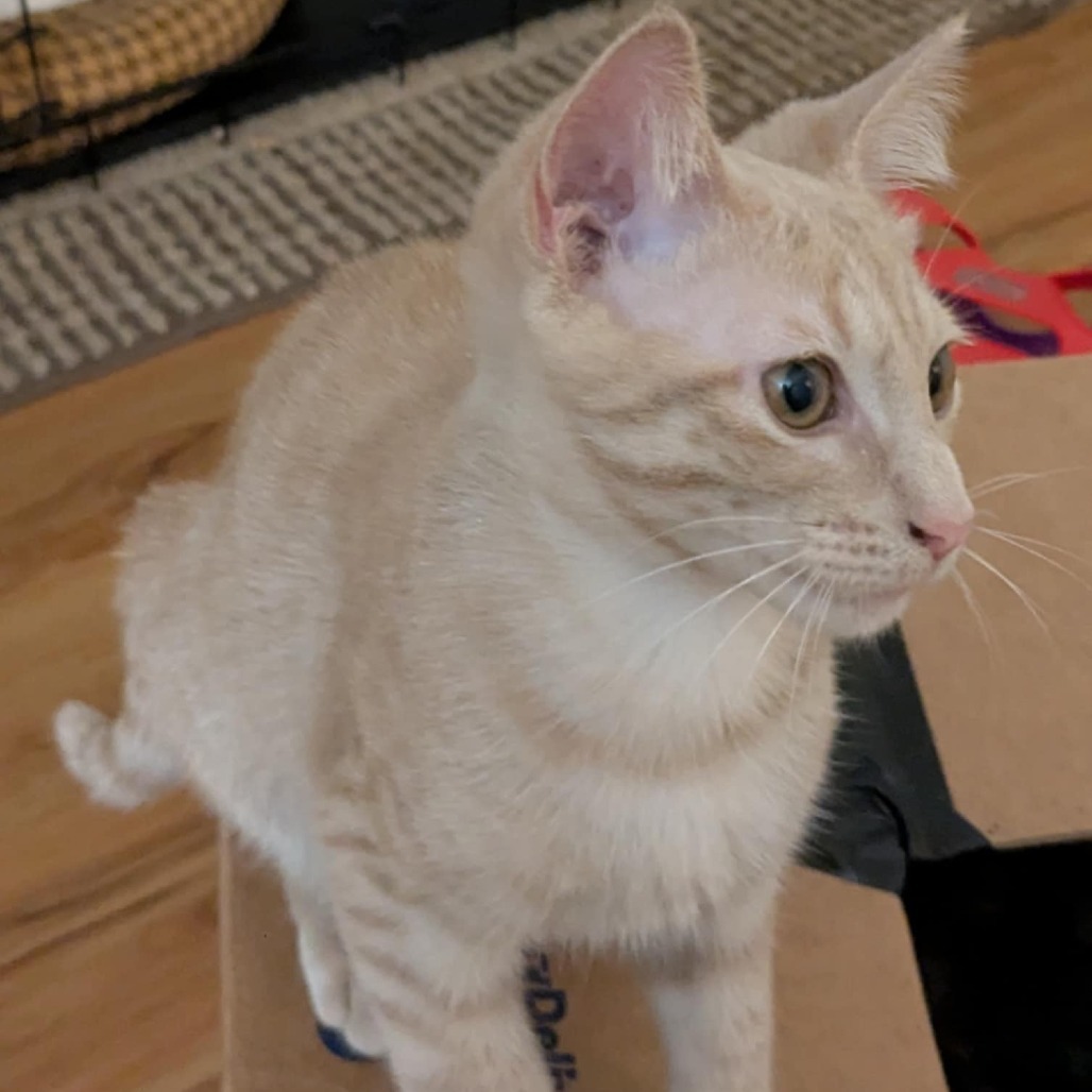Franklin