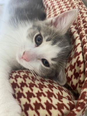 Socrates, Baby Male unknown