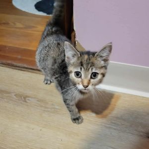 Minnie (kitten), Baby Female unknown