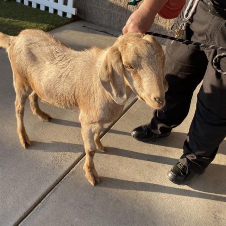 DORITO, Adult Male Goat