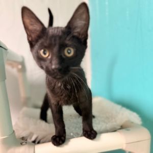 Shadow Cat, Baby Male unknown