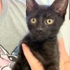 Shadow Cat photo 2