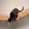 Shadow Cat photo 4