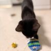 Shadow Cat photo 5