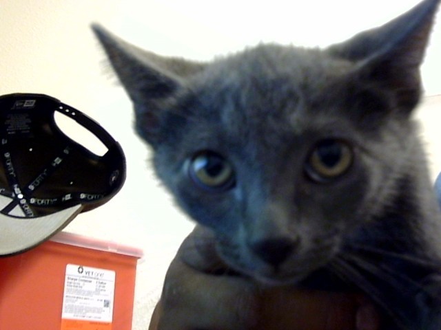 JUNIOR