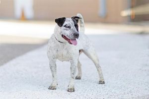 TRIXIE, Adult Female unknown