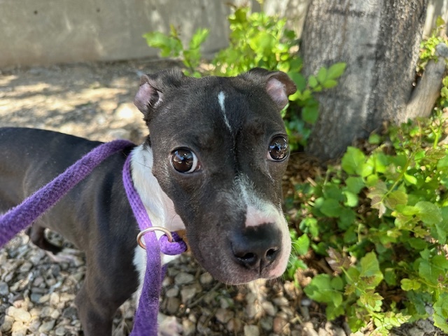 OREO