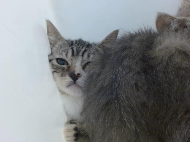 KISSA