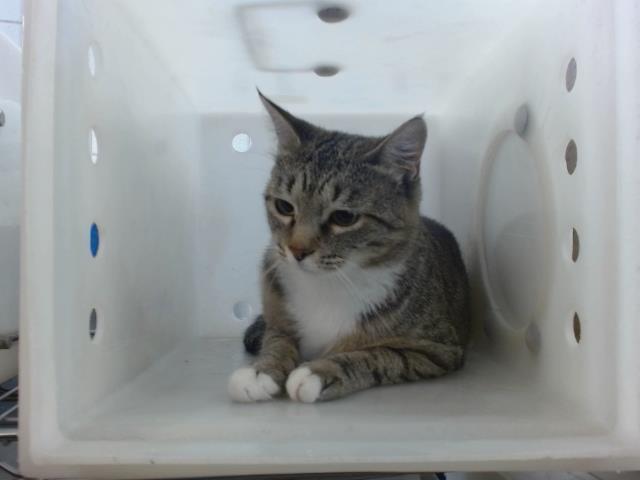 MISSY