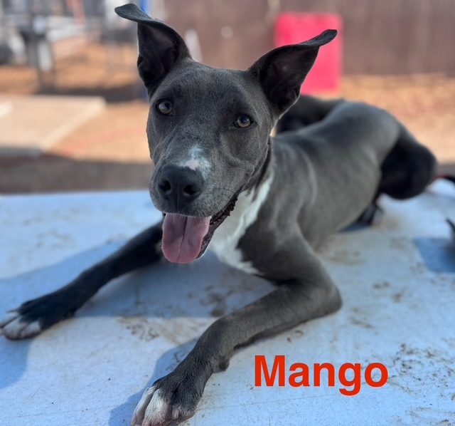 MANGO