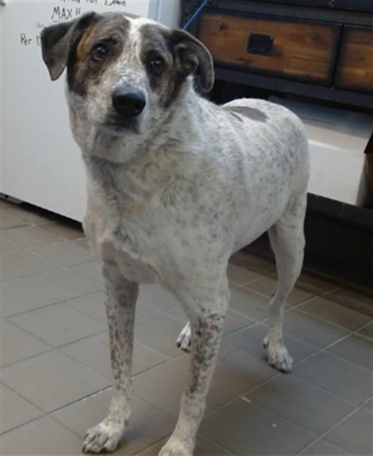 HEIDI