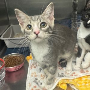 Harmonique is a sweet and friendly girl looking for a home with a young playful 