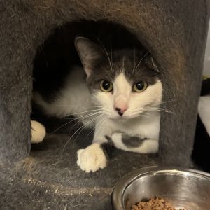 Pretzel, Adult Female unknown