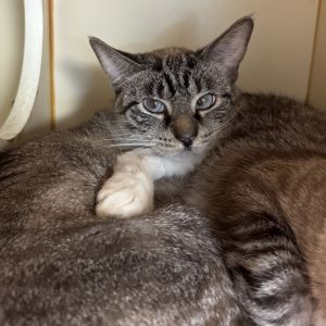 Lacy, Adult Female unknown