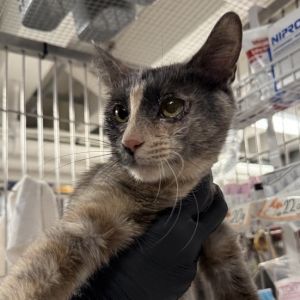 Rosemary Domestic Short Hair Cat