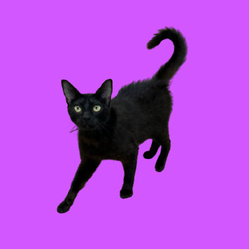 Poyo, an adoptable Domestic Short Hair in Tuscaloosa, AL, 35401 | Photo Image 1