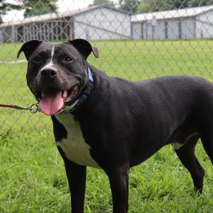 Boone, Adult Male unknown