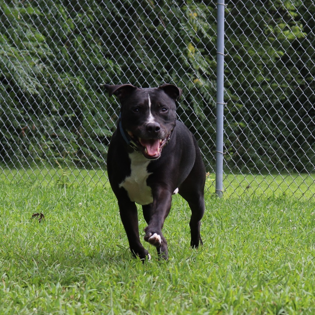 Boone