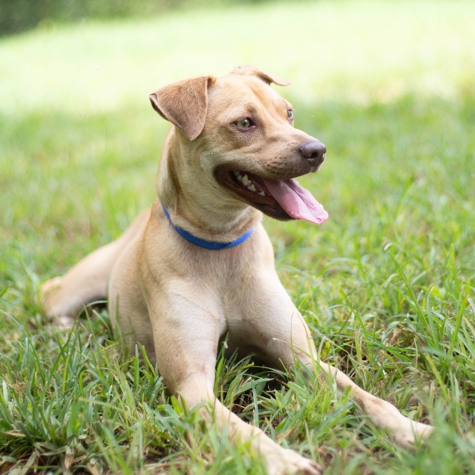 Tripp, an adoptable Feist in Brownsboro, AL, 35741 | Photo Image 1