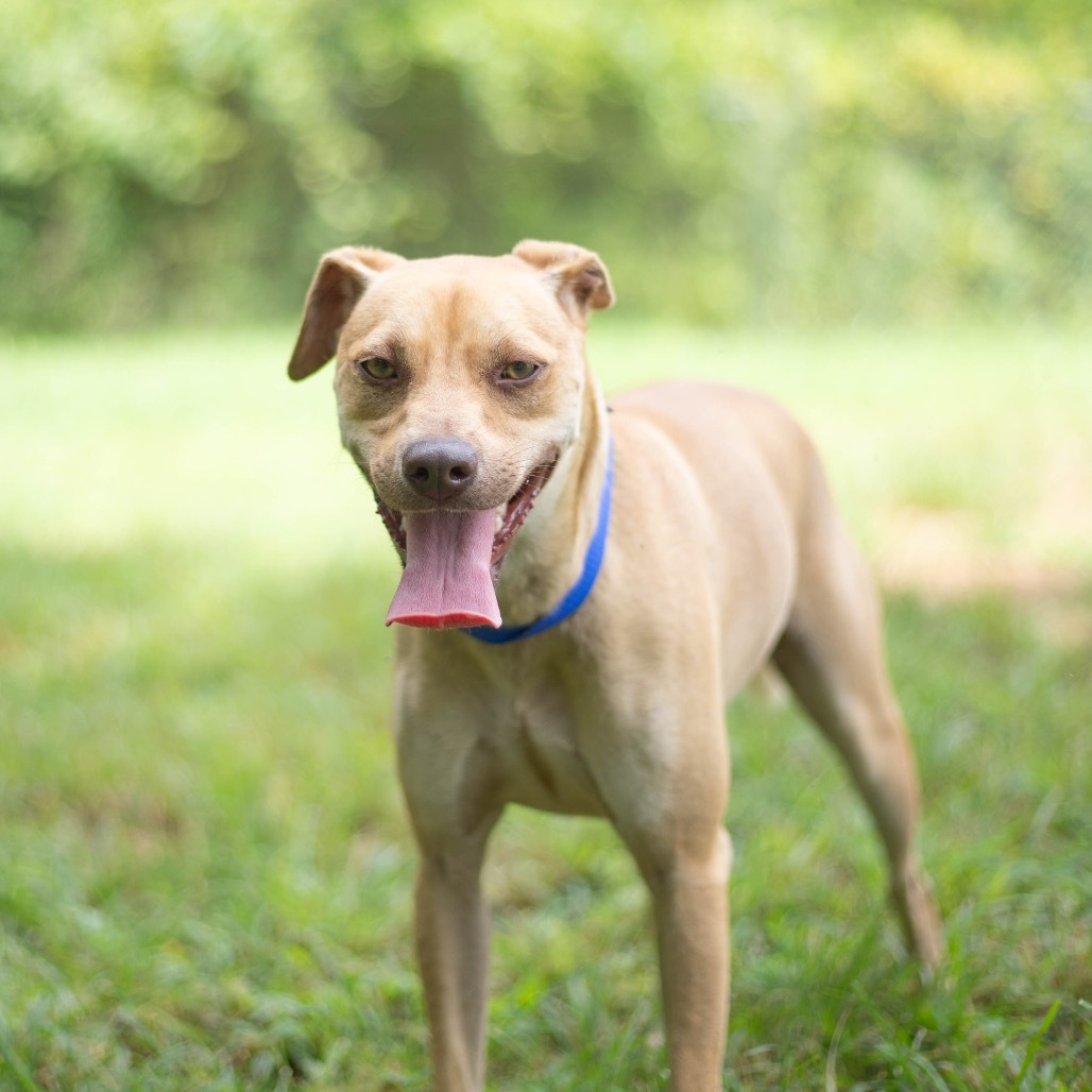 Tripp, an adoptable Feist in Brownsboro, AL, 35741 | Photo Image 2