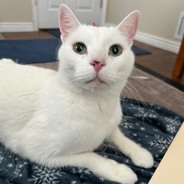 Olaf