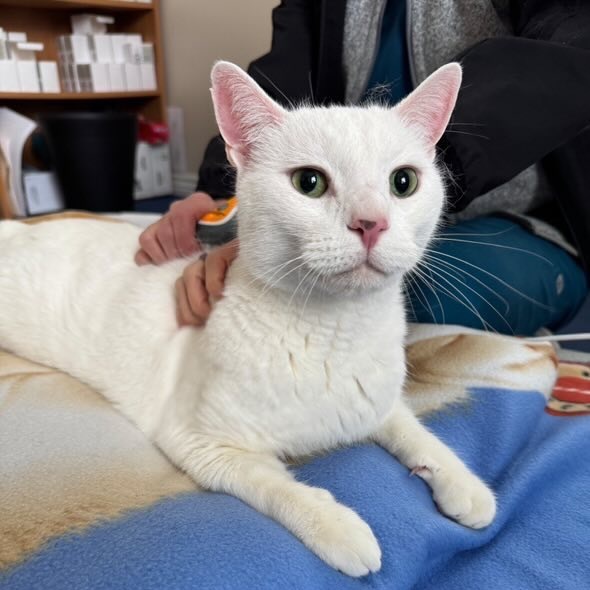 Olaf