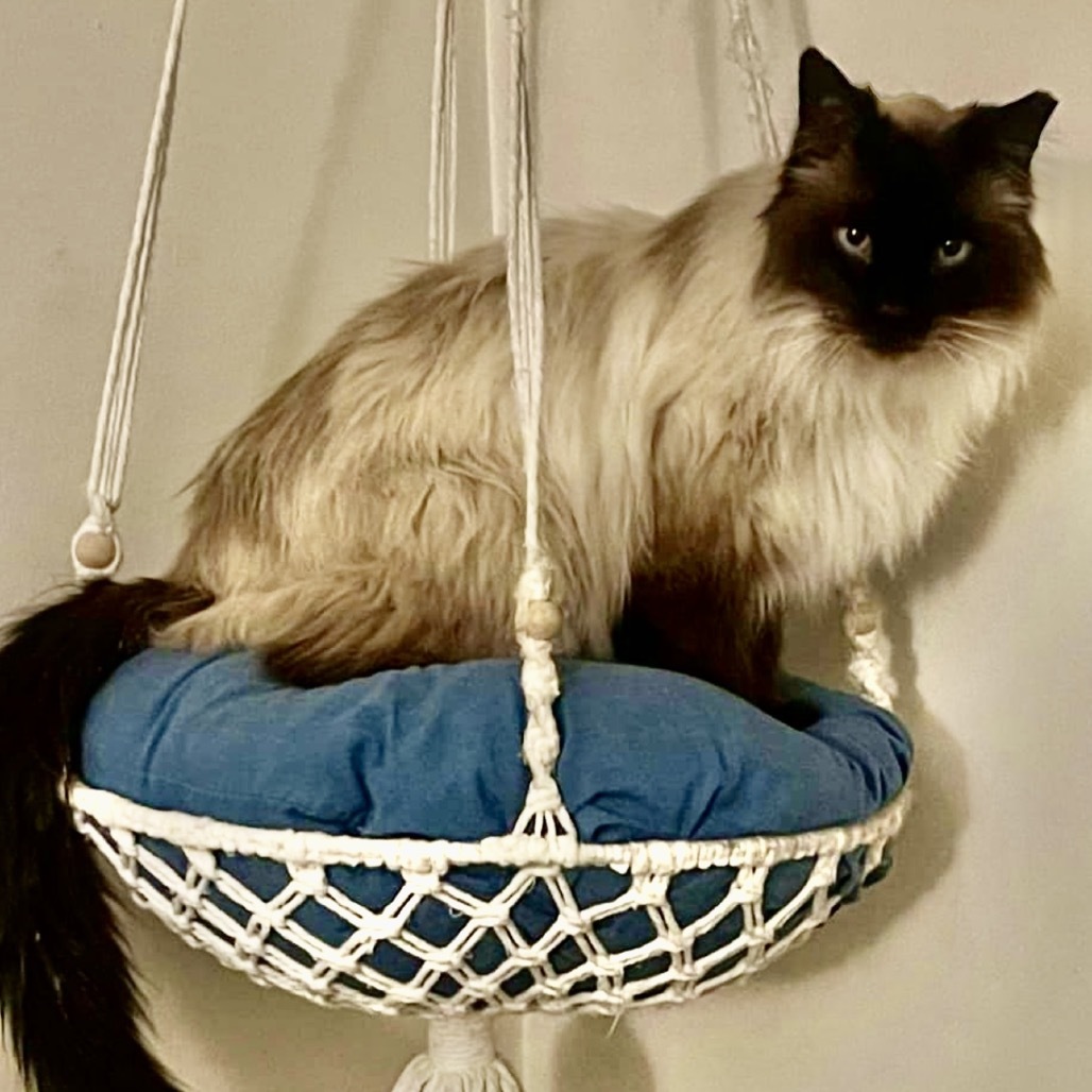 Roman, an adoptable Birman, Himalayan in Bountiful, UT, 84010 | Photo Image 2