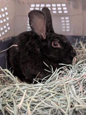 TAFFY, Young Female unknown