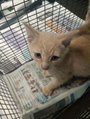 DEDE Domestic Short Hair Cat