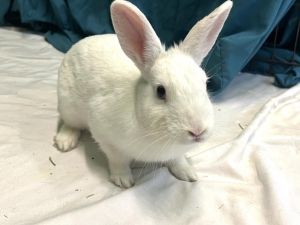 SNOWBELL, Young Female unknown