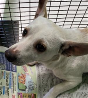 SEBASTIAN Chihuahua Dog