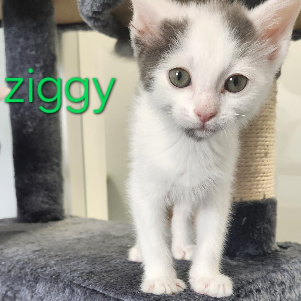 Ziggy