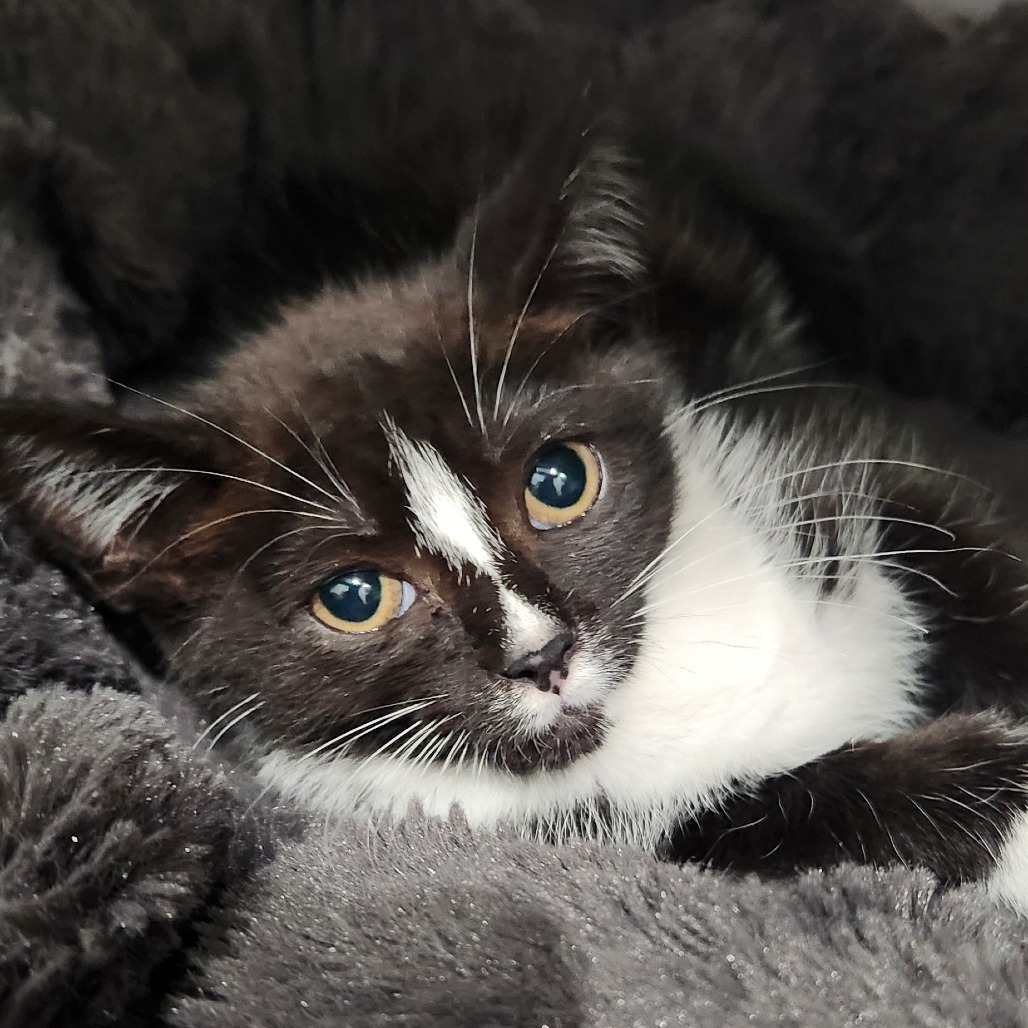 Lolita