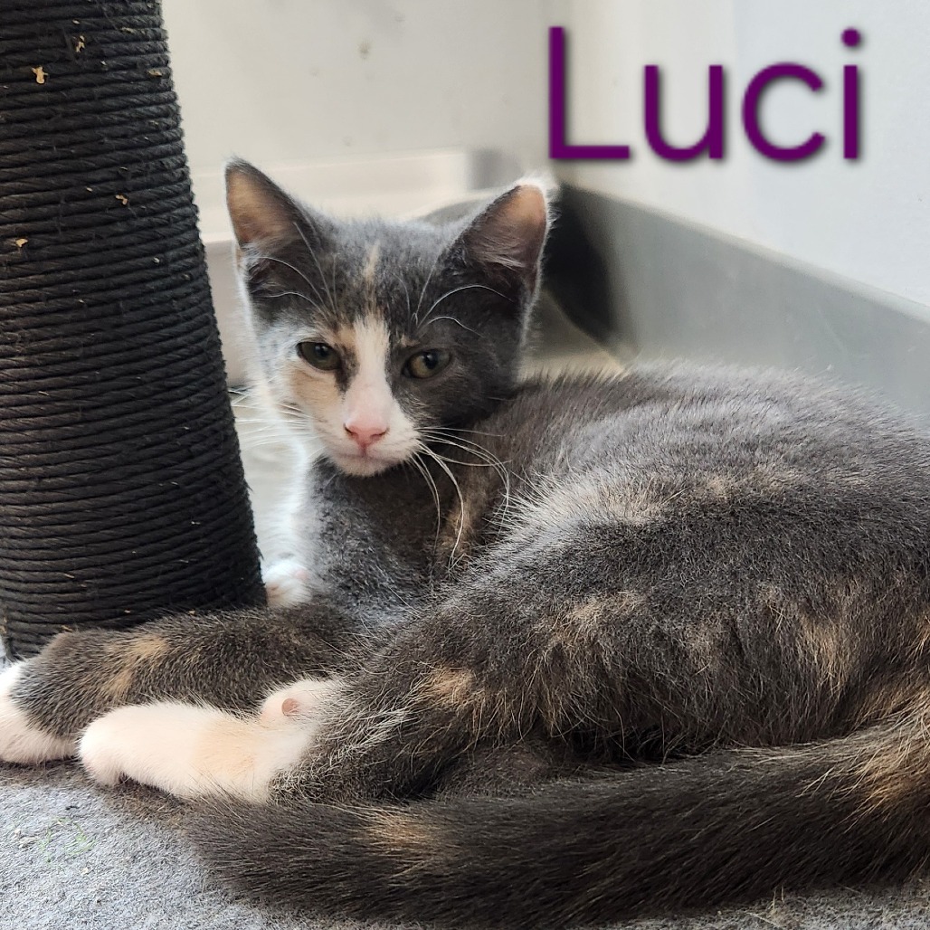 Luci