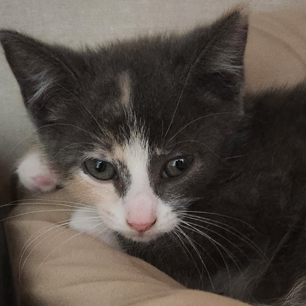 Luci