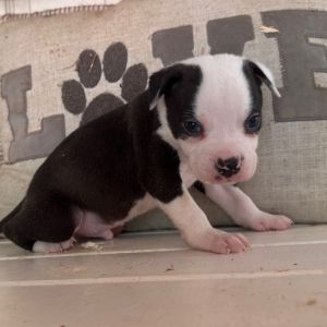 Slinky-Beige Collar, Baby Male unknown