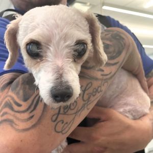 Stella, Senior Female unknown