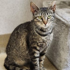 Miss Dolly, Adult Female unknown