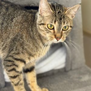 Opal, Adult Female unknown