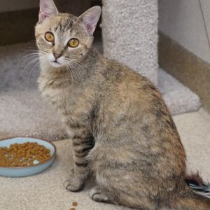 Tori, Adult Female unknown