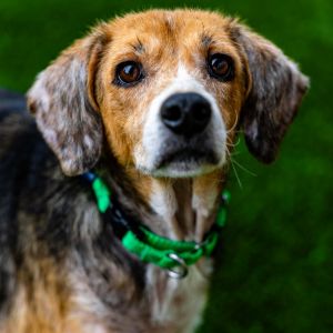 Lucy Ann, Senior Female unknown
