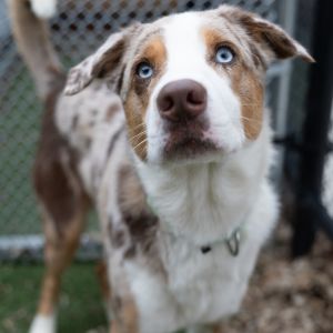 Max, Adult Male unknown