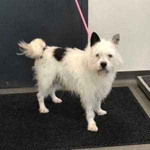 Spud, Adult Male unknown