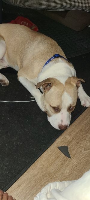 Chance, Adult Male unknown