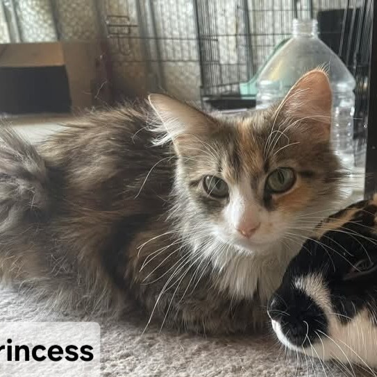Princess