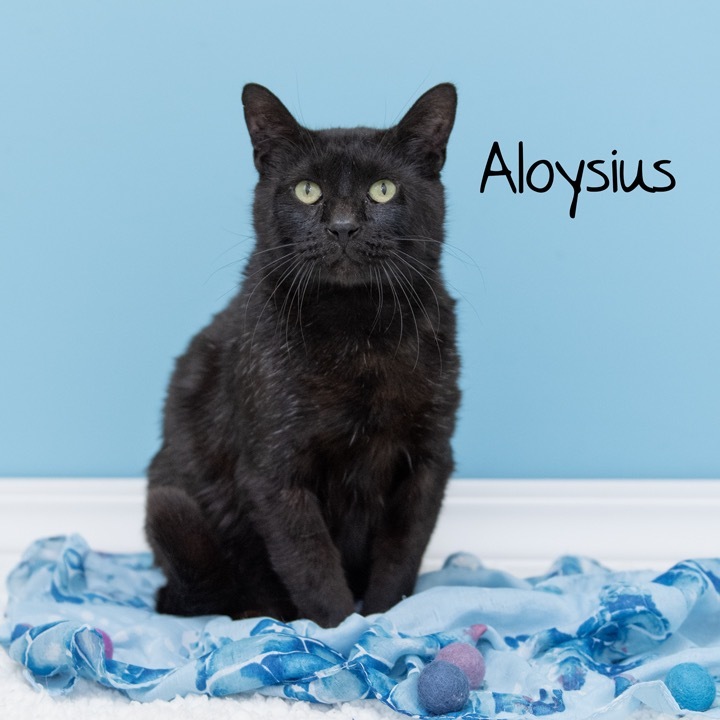 Aloysius