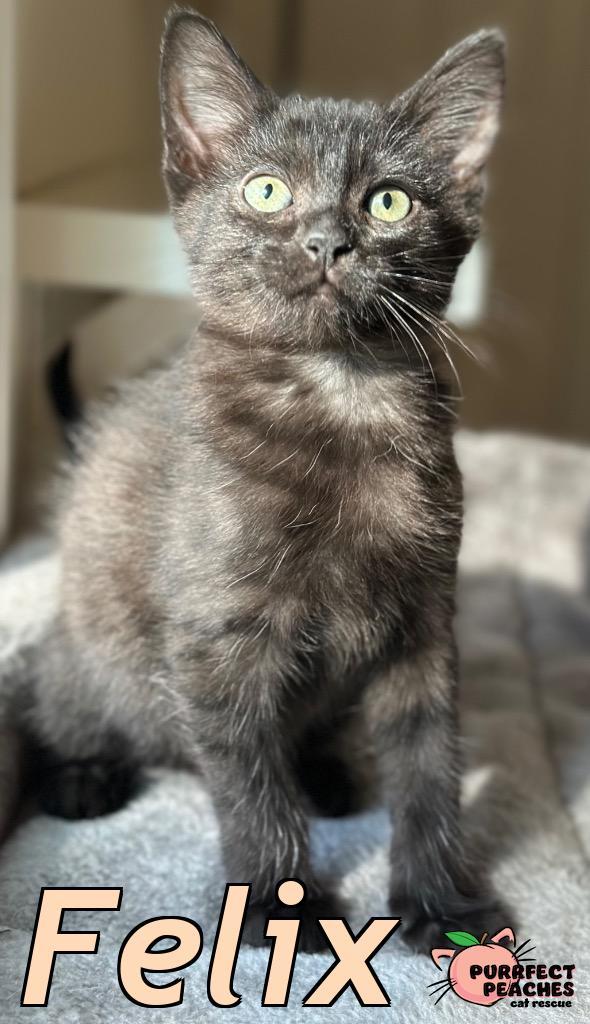 Felix