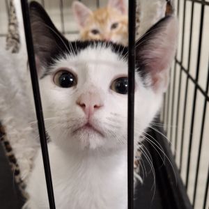 Banderas Domestic Short Hair Cat